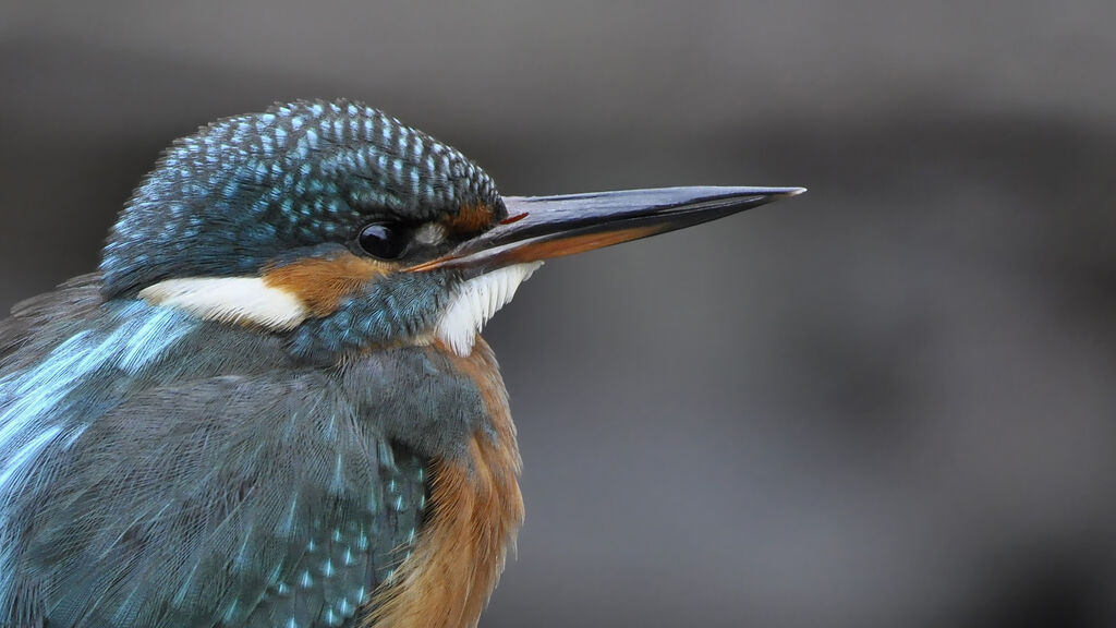 Common Kingfisher