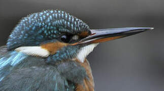 Common Kingfisher