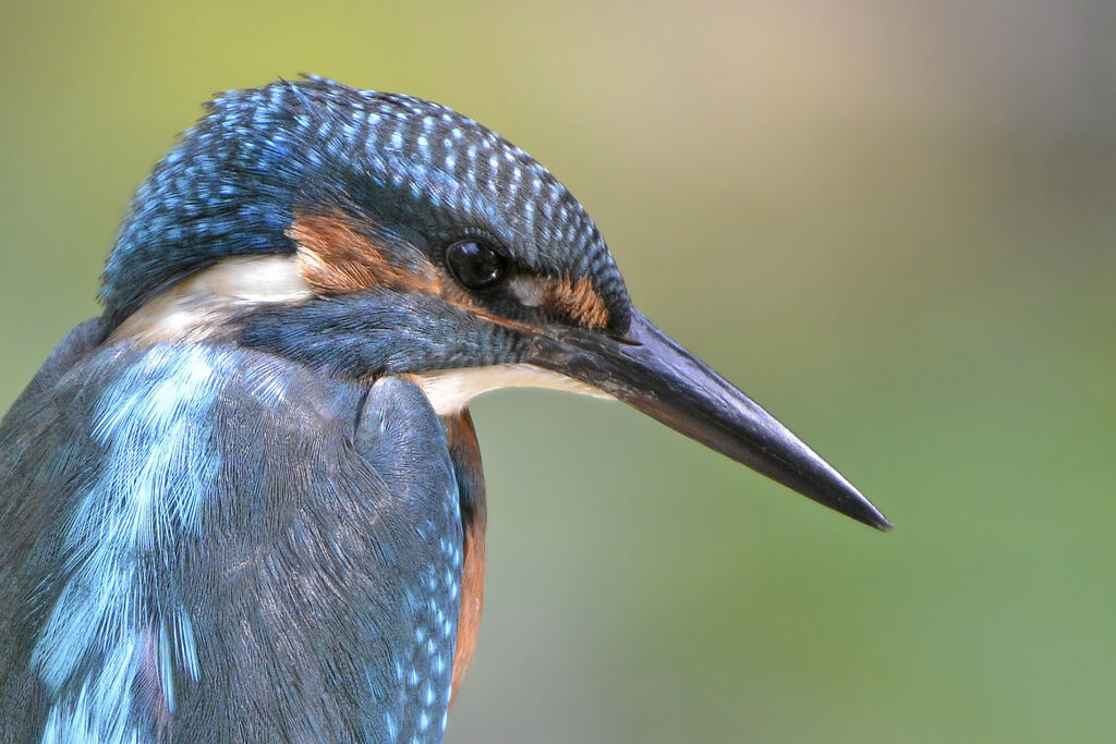 Common Kingfisher