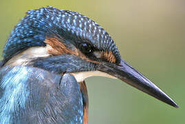 Common Kingfisher