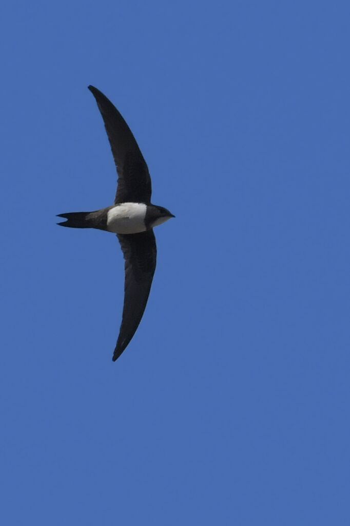 Alpine Swiftadult, identification