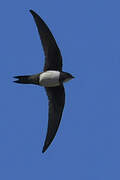 Alpine Swift