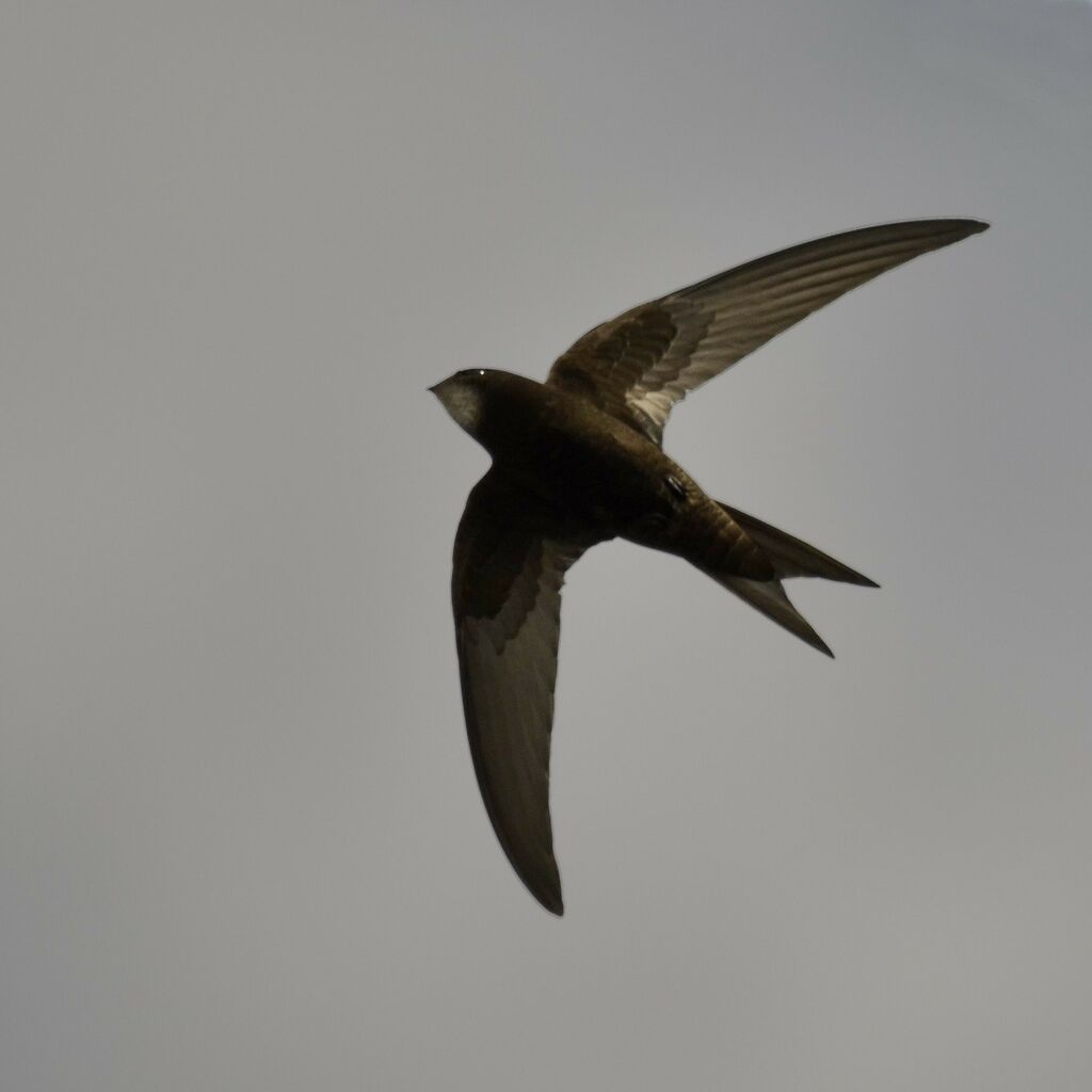 Common Swift, identification