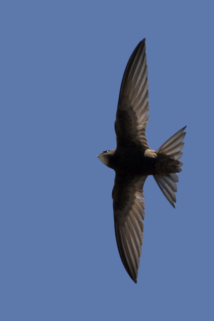 Common Swift