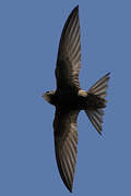 Common Swift