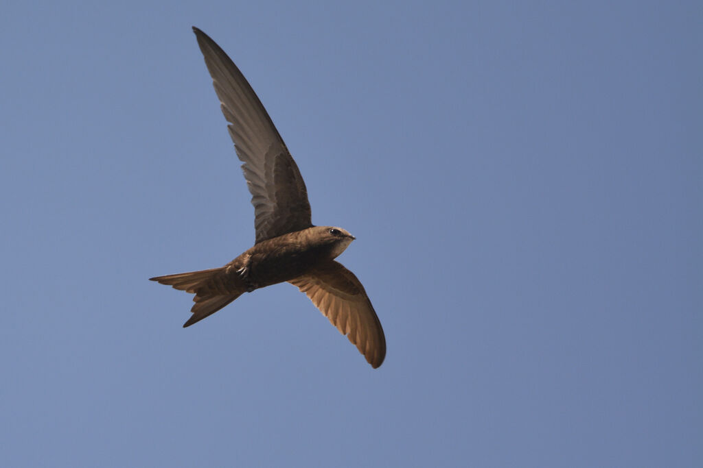 Common Swift, Flight