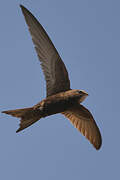 Common Swift