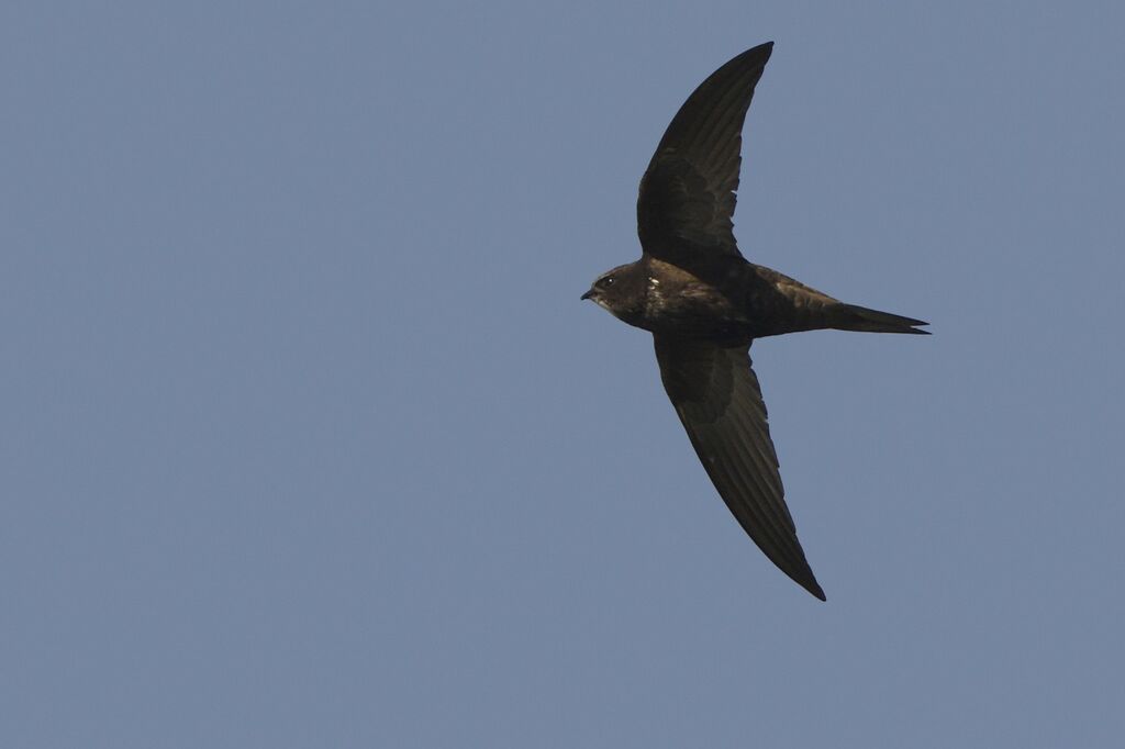 Common Swiftadult, Flight