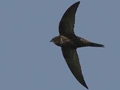 Common Swift