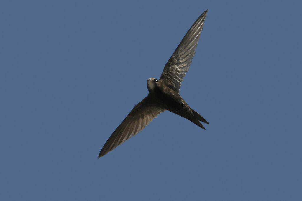 Common Swiftadult, Flight