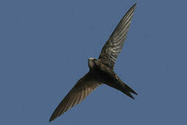 Common Swift