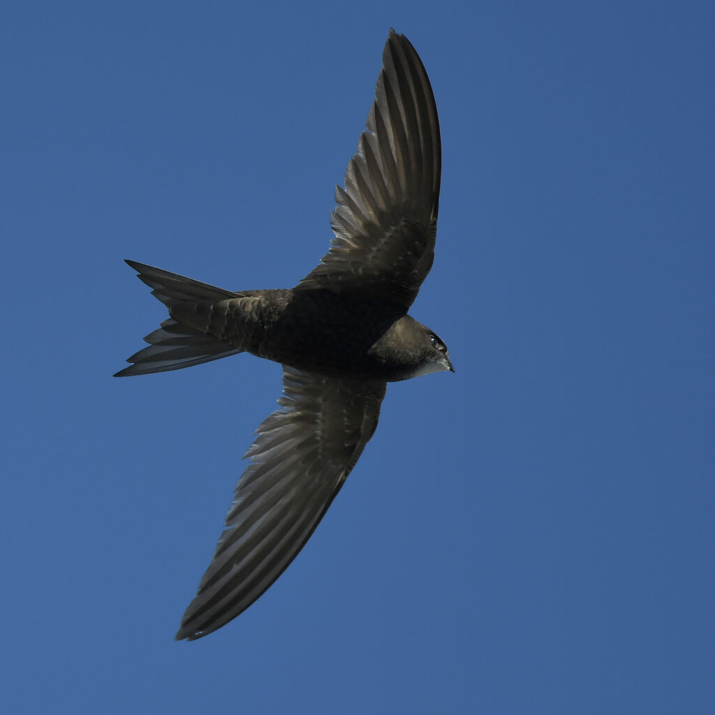 Common Swiftadult, Flight