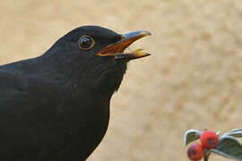 Common Blackbird