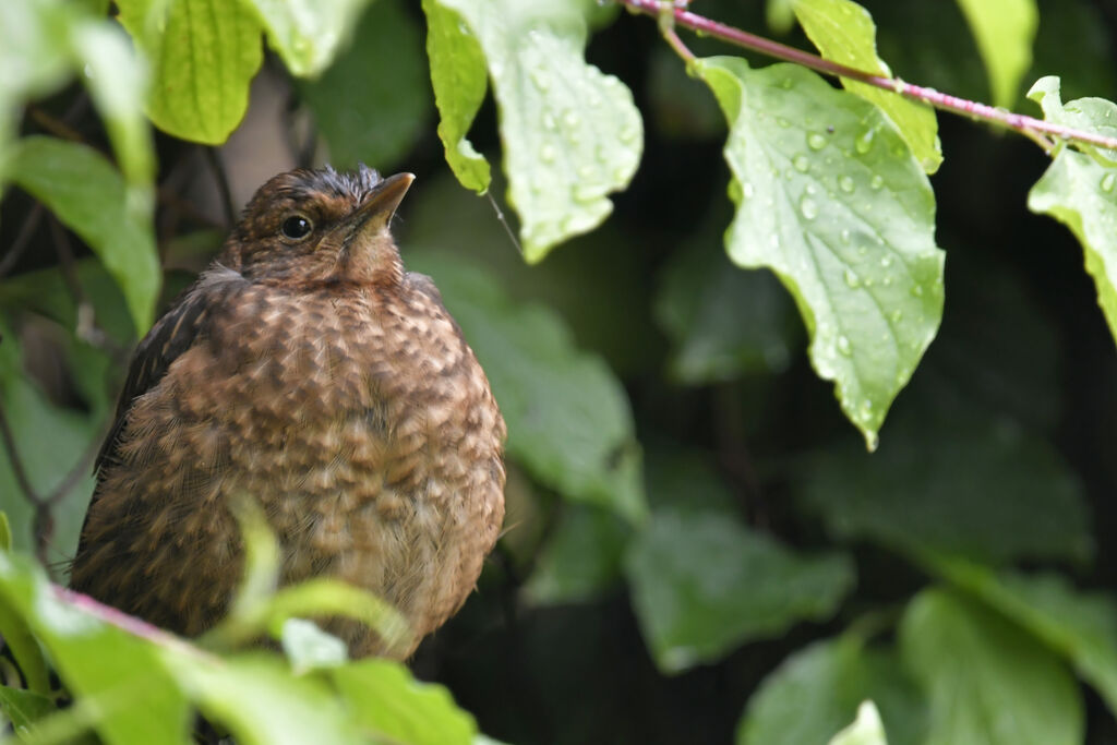 Common Blackbirdjuvenile, identification