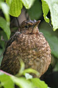 Common Blackbird