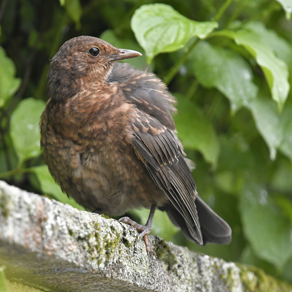 Common Blackbirdjuvenile, identification