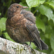 Common Blackbird