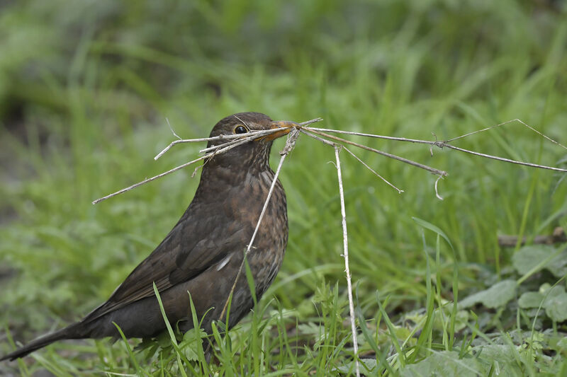 Common Blackbird female adult, Reproduction-nesting
