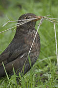 Common Blackbird