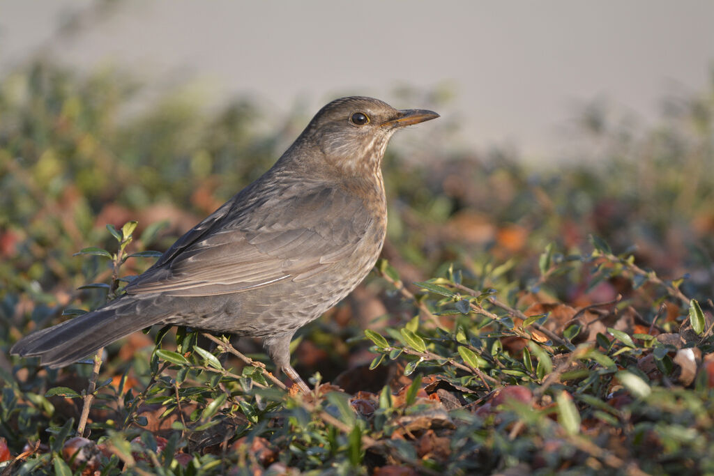 Common Blackbird