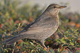 Common Blackbird