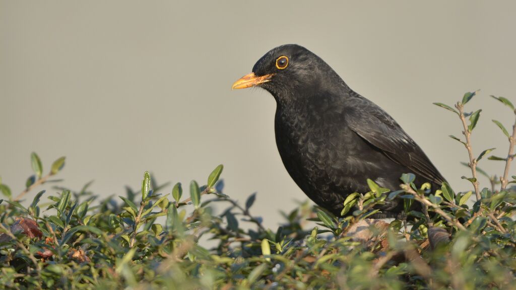 Merle noir mâle adulte, identification