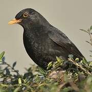 Common Blackbird