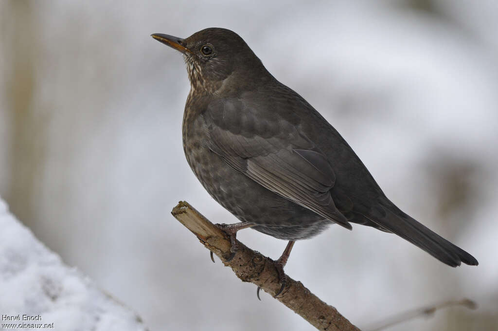 Common Blackbird female adult, identification