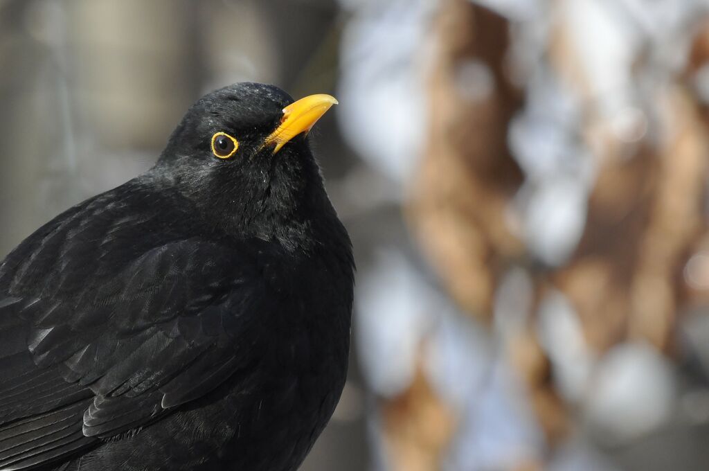 Common Blackbird male adult, identification