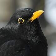 Common Blackbird