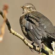 Common Blackbird