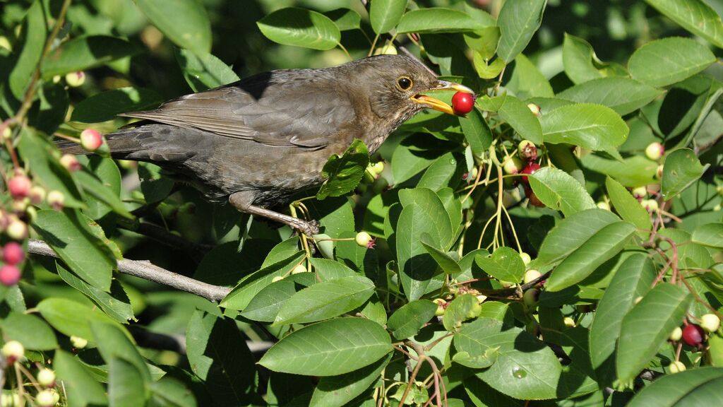 Common Blackbird female adult, feeding habits