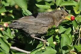 Common Blackbird