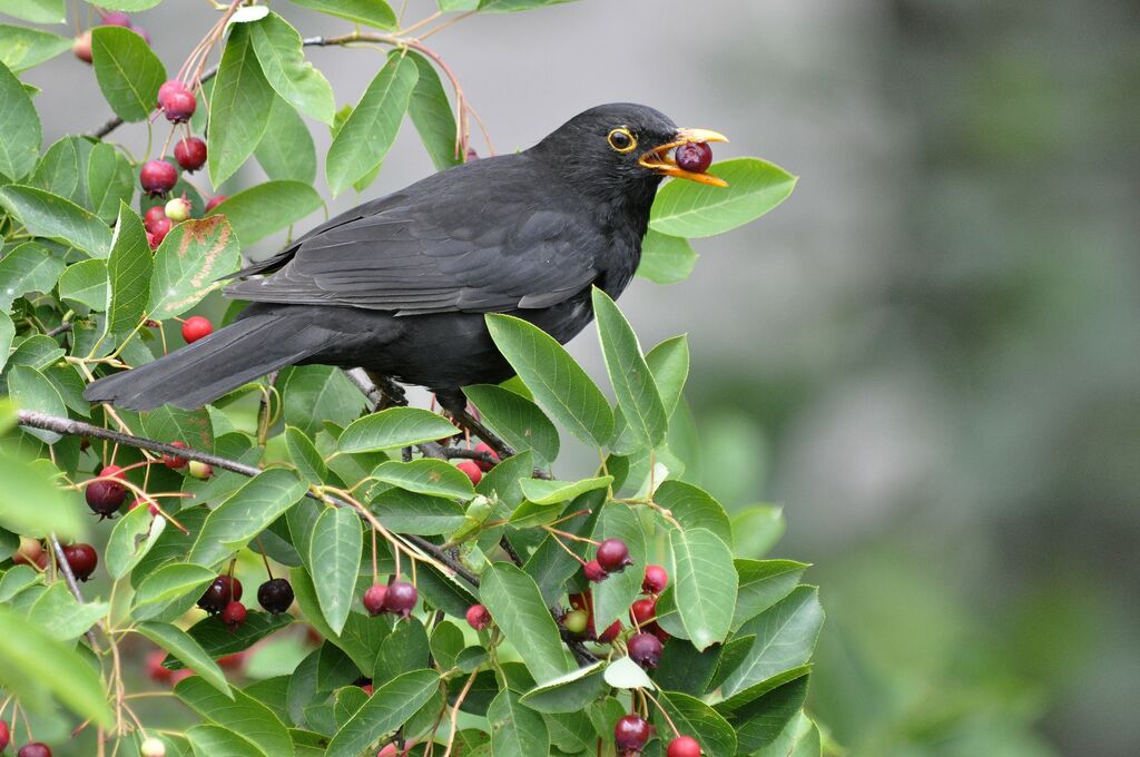 Common Blackbird male adult, feeding habits