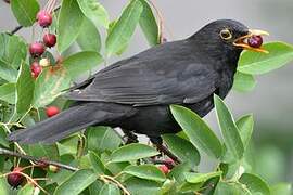 Common Blackbird