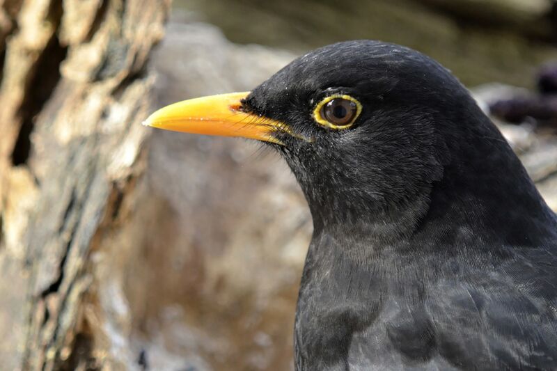 Common Blackbird male adult, identification