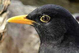 Common Blackbird