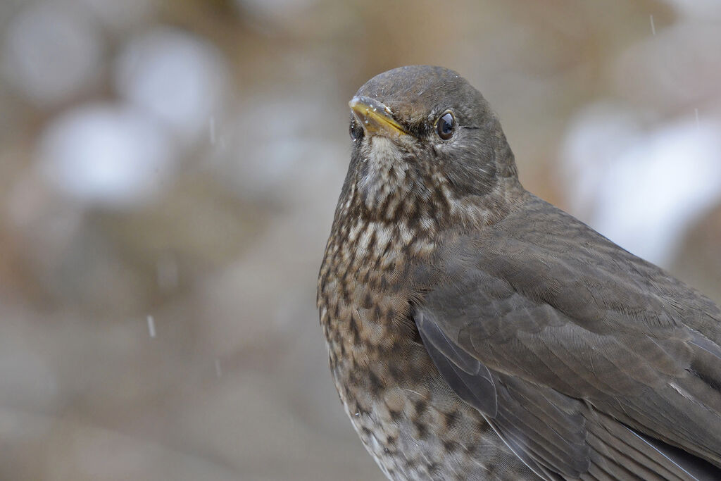 Common Blackbird female adult, identification