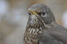 Common Blackbird