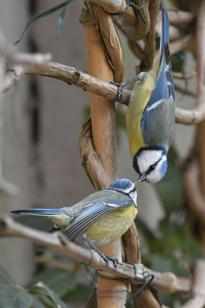 Mésange bleueadulte, Comportement