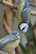 Eurasian Blue Tit