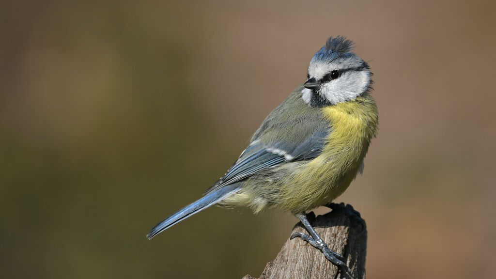 Mésange bleueadulte, identification