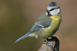 Eurasian Blue Tit