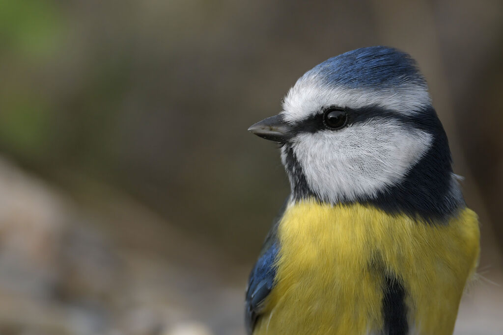 Eurasian Blue Titadult, close-up portrait