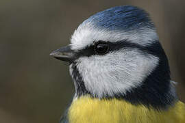 Eurasian Blue Tit