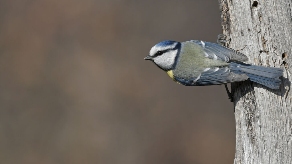 Eurasian Blue Titadult, identification