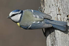 Eurasian Blue Tit