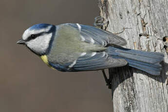 Mésange bleue