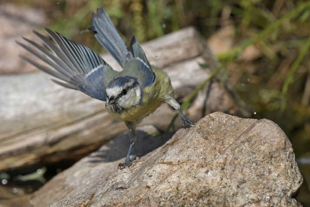 Mésange bleueadulte, Vol