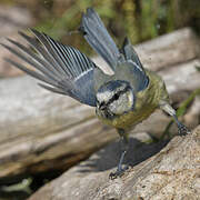 Eurasian Blue Tit